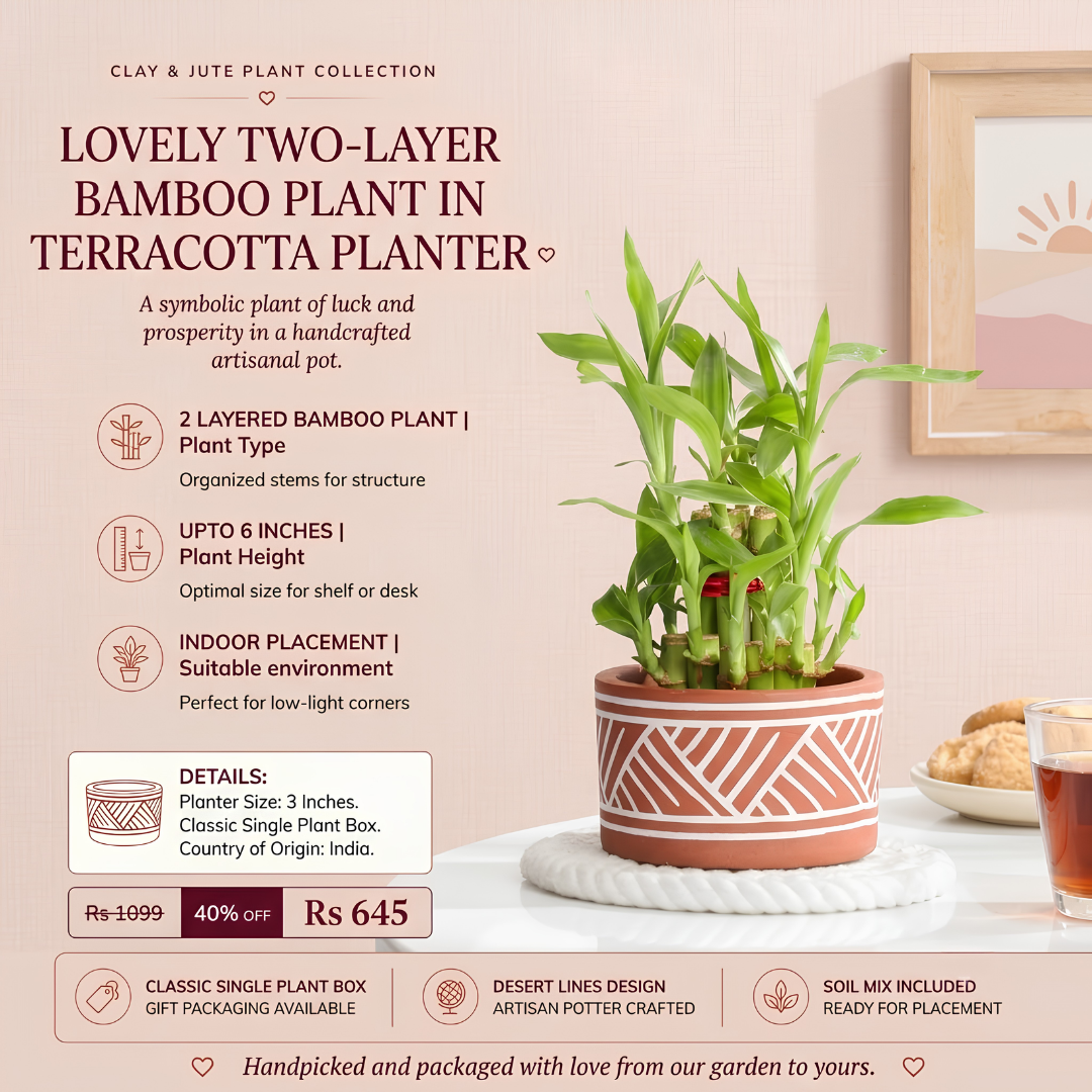 Lovely Two-Layer Bamboo Plant in Terracotta Planter – Lucky Indoor Bamboo Plant