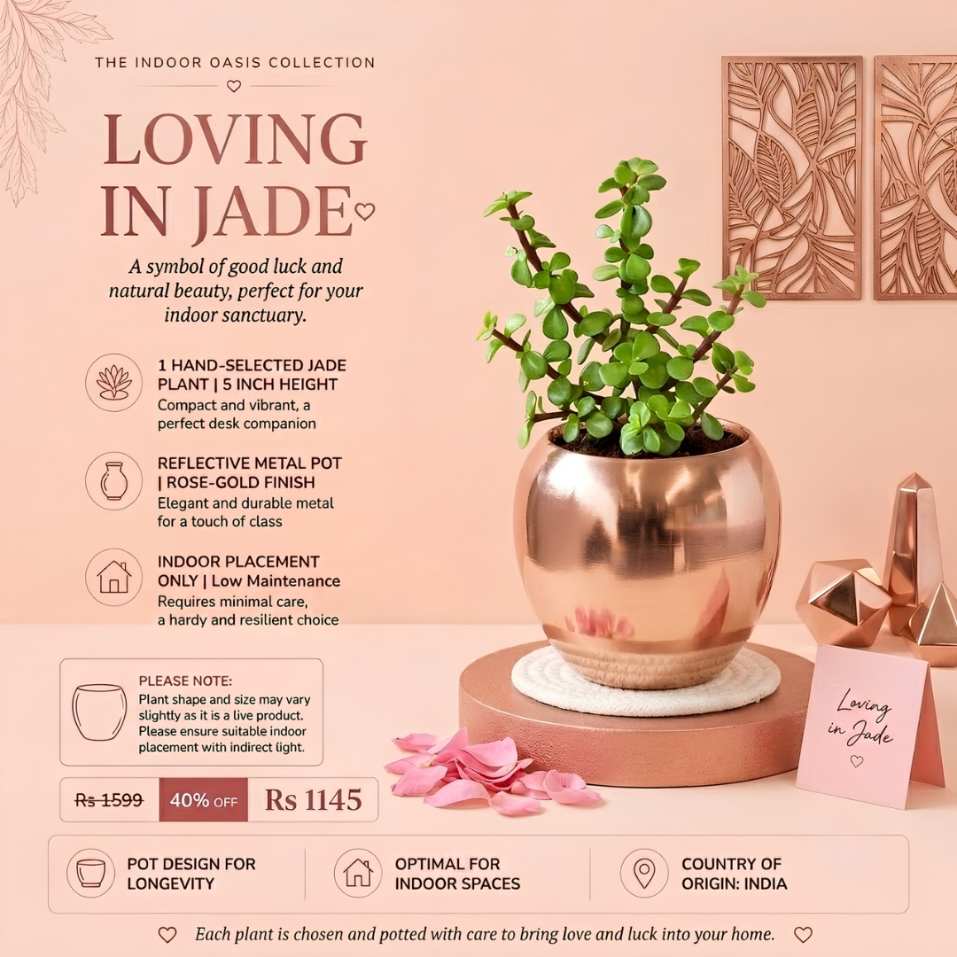 Loving In Jade – Premium Jade Plant in Rose Gold Metal Planter