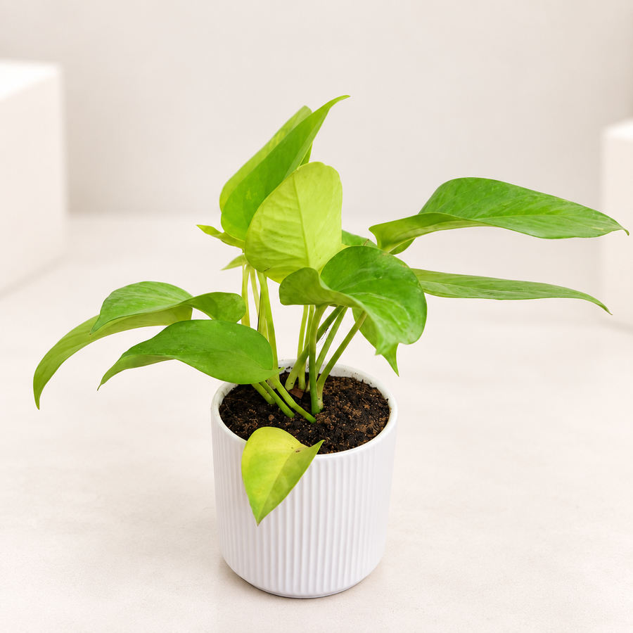 Money Plant in 4 inch Ceramic Pot