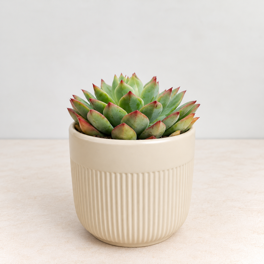 Echeveria Lipstick Succulent Plant in 3.5 inch Ceramic Pot