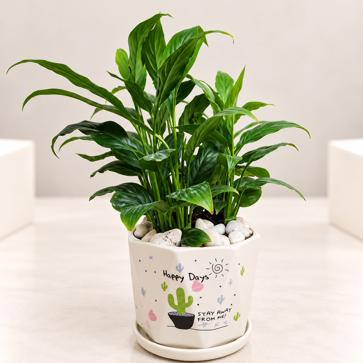 Peace Lily Plant in 6 inch Ceramic Pot