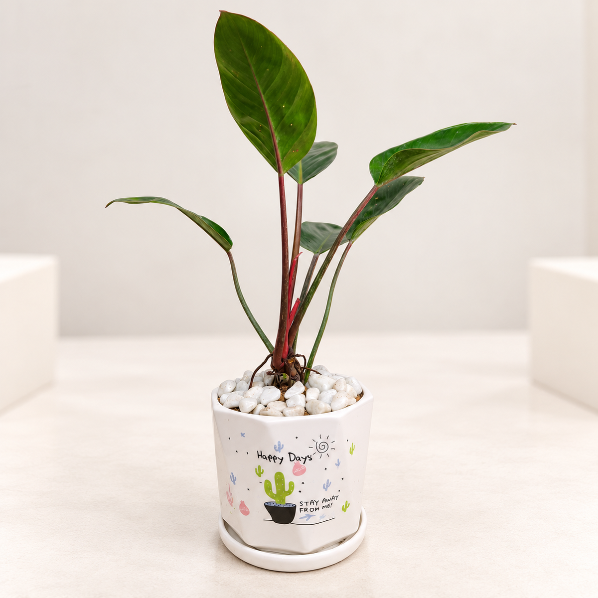 Red Congo Philodendron (Rojo Congo) Plant in 6 inch Pot