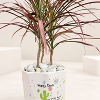 Dracaena Colorama (Dragon Tree) Plant in 6 inch Pot