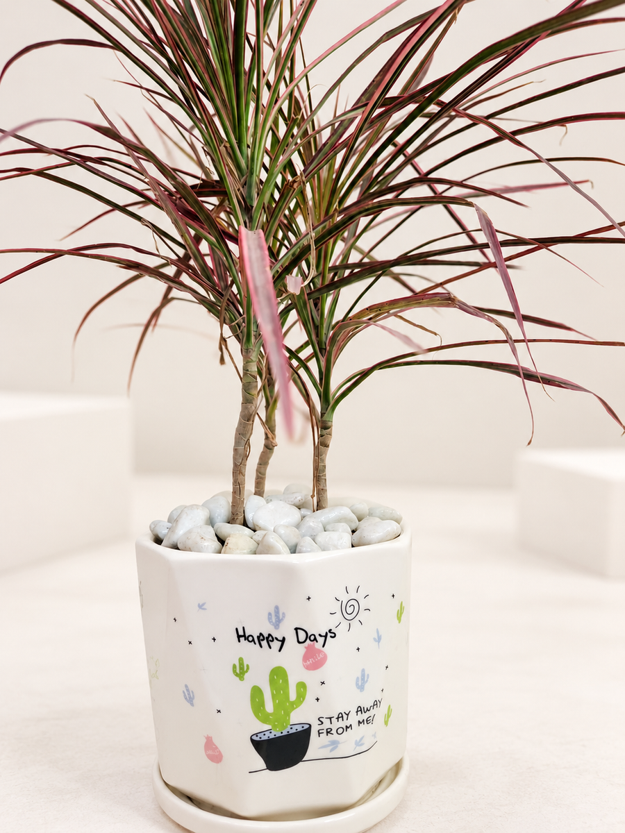 Dracaena Colorama (Dragon Tree) Plant in 6 inch Pot