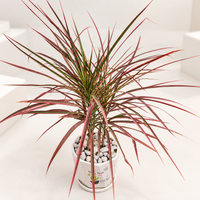Dracaena Colorama (Dragon Tree) Plant in 6 inch Pot