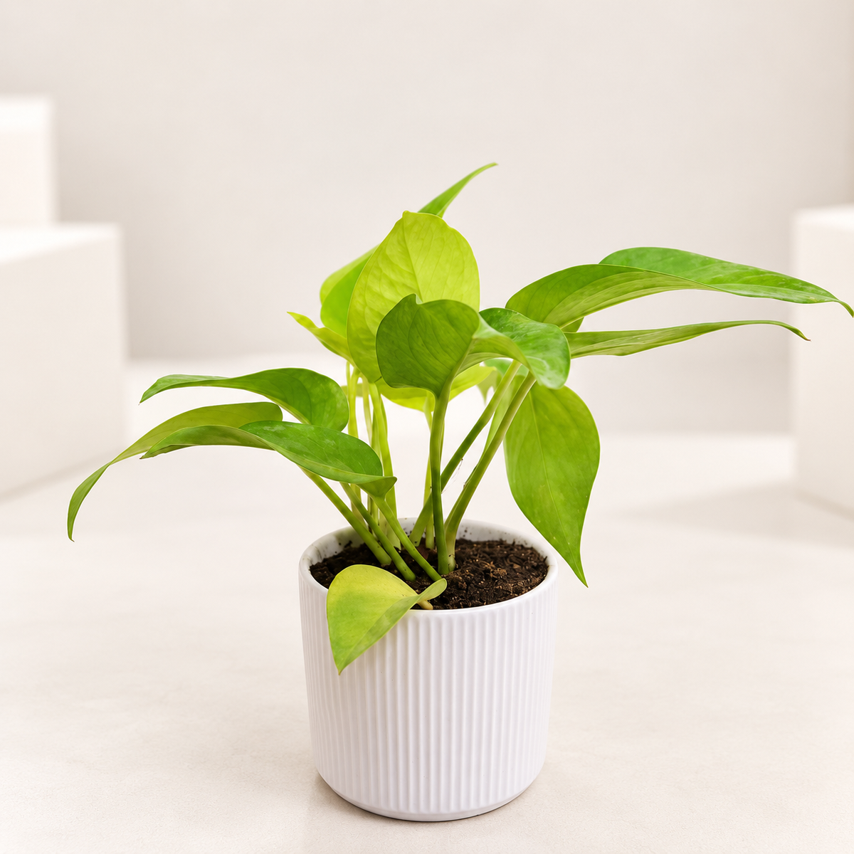 Money Plant in 4 inch Ceramic Pot
