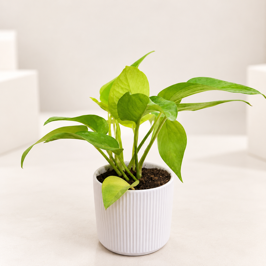 Money Plant in 4 inch Ceramic Pot