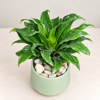 Dracaena Compacta Indoor Plant in 4.5 inch Ceramic Pot