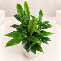 Peace Lily Plant in 6 inch Ceramic Pot