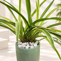 Happy Spider Plant in 5 inch Ceramic Pot