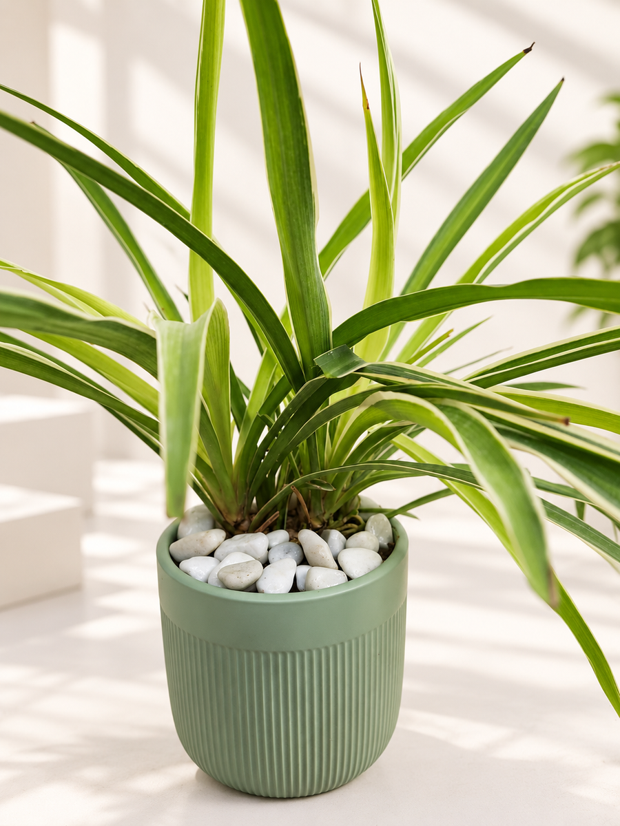 Happy Spider Plant in 5 inch Ceramic Pot