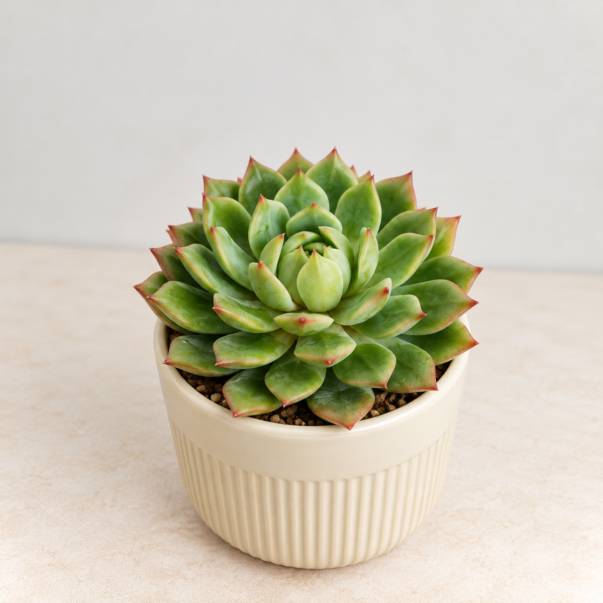 Echeveria Lipstick Succulent Plant in 3.5 inch Ceramic Pot