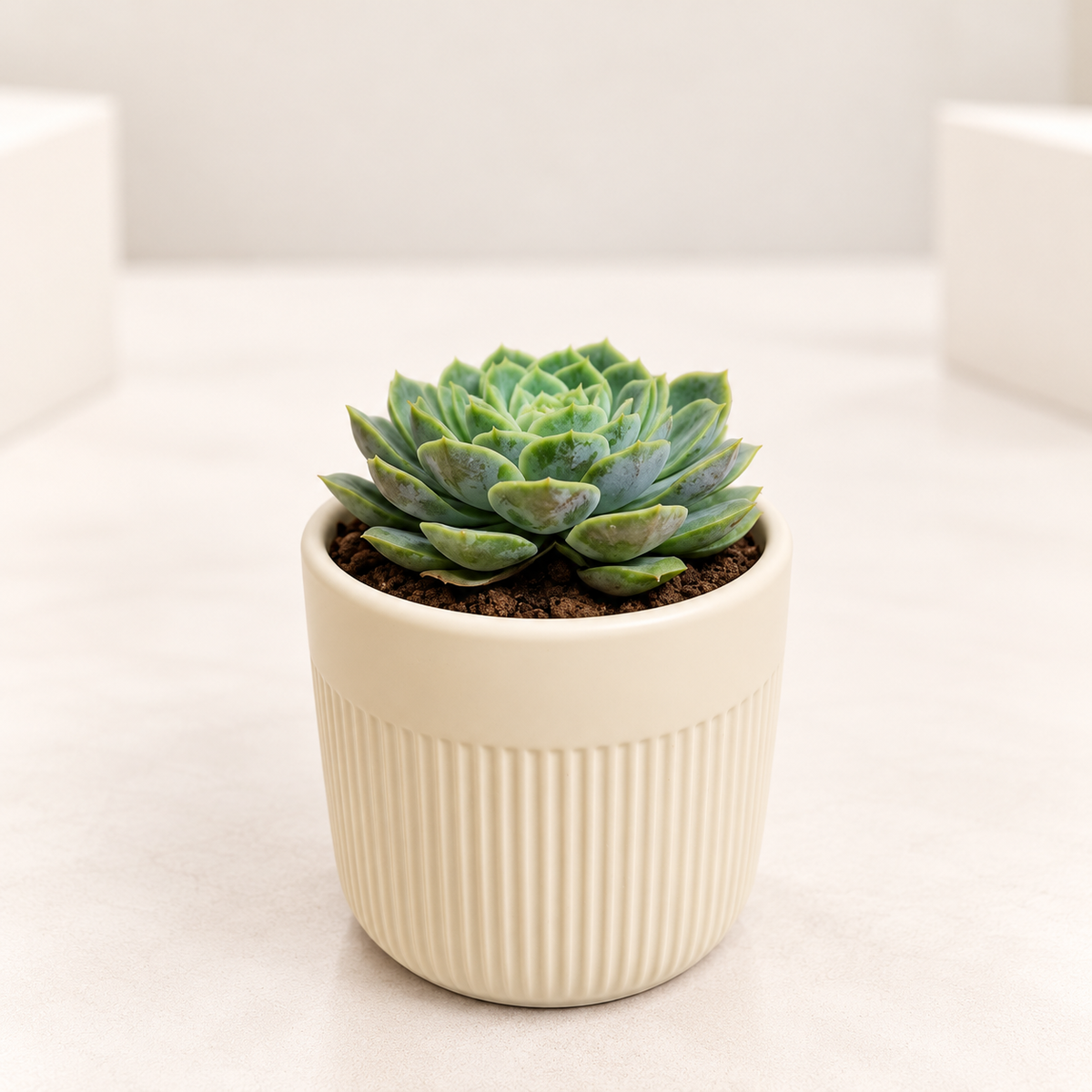 Lakshmi Kamal Plant | Mexican Snowball in 3.5 inch Pot
