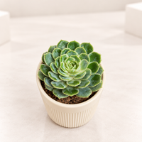 Lakshmi Kamal Plant | Mexican Snowball in 3.5 inch Pot