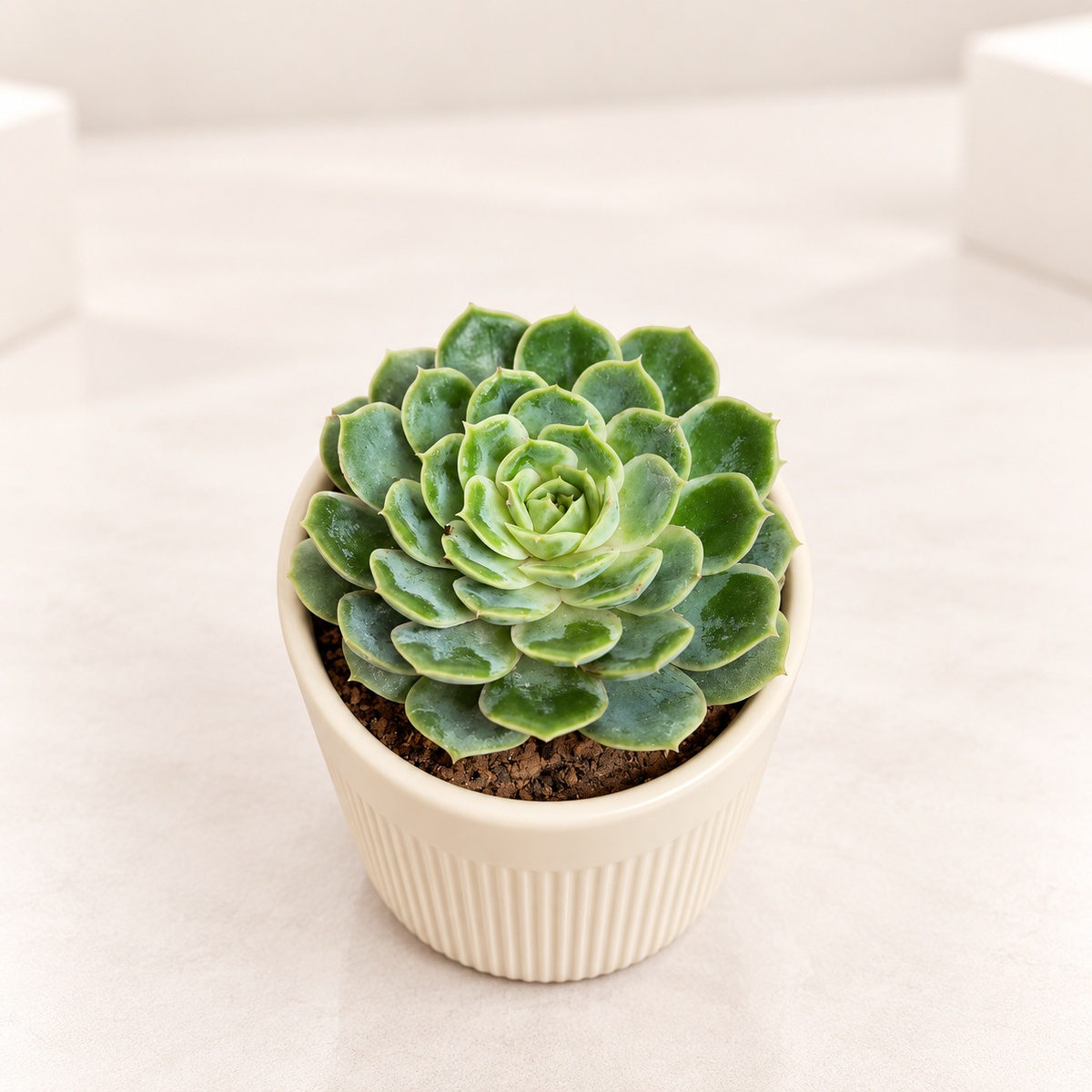 Lakshmi Kamal Plant | Mexican Snowball in 3.5 inch Pot