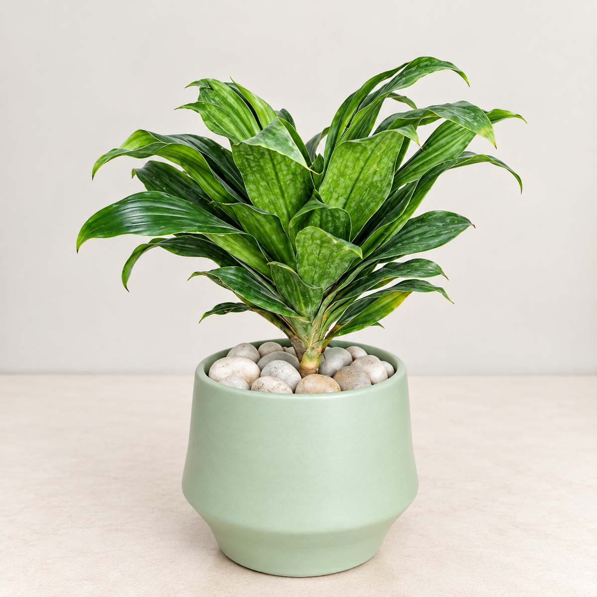 Dracaena Compacta Indoor Plant in 4.5 inch Ceramic Pot