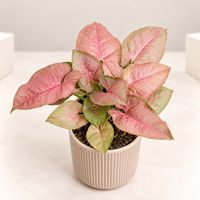 Pink Arrowhead (Neon) Plant in 4 inch Ceramic Pot