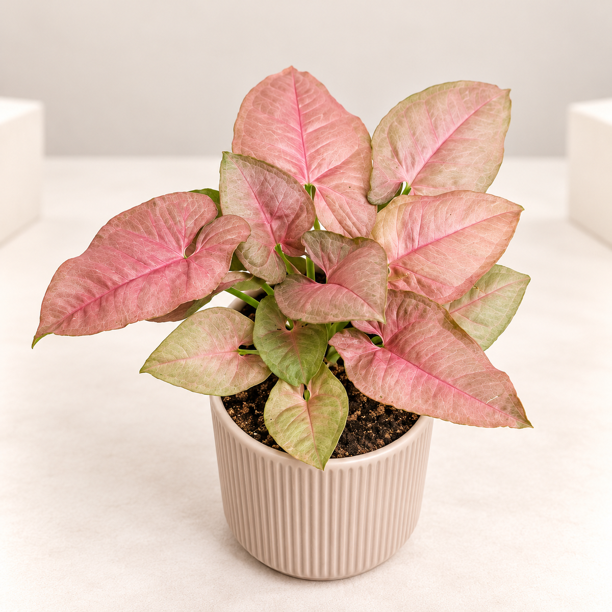 Pink Arrowhead (Neon) Plant in 4 inch Ceramic Pot