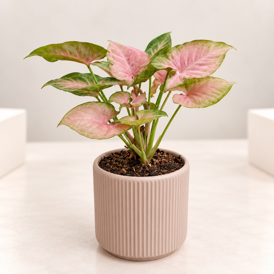 Pink Arrowhead (Neon) Plant in 4 inch Ceramic Pot