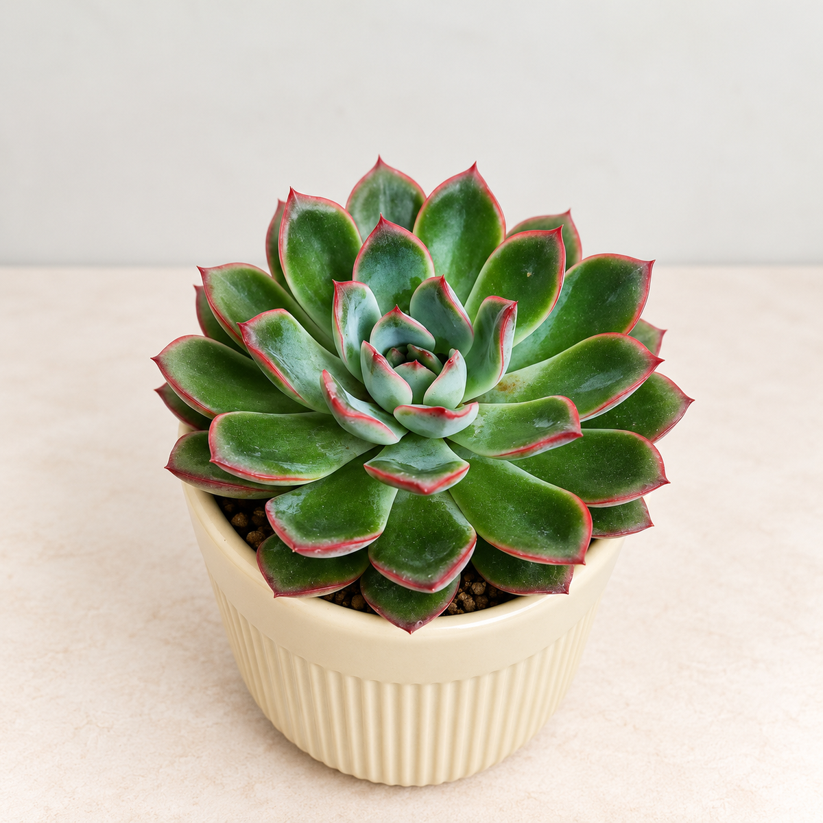 Red-Tipped Echeveria Plant (Echeveria Pulidonis) in 3.5 inch Ceramic Pot