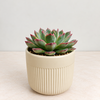 Red-Tipped Echeveria Plant (Echeveria Pulidonis) in 3.5 inch Ceramic Pot