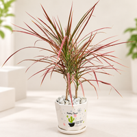 Dracaena Colorama (Dragon Tree) Plant in 6 inch Pot