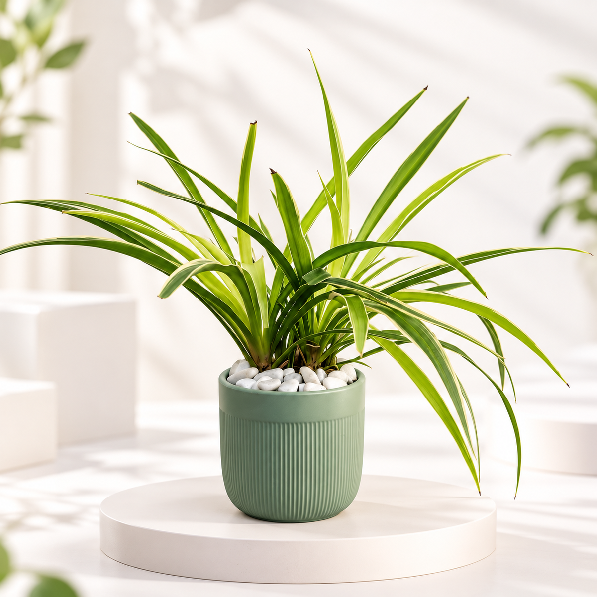 Happy Spider Plant in 5 inch Ceramic Pot