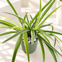 Happy Spider Plant in 5 inch Ceramic Pot