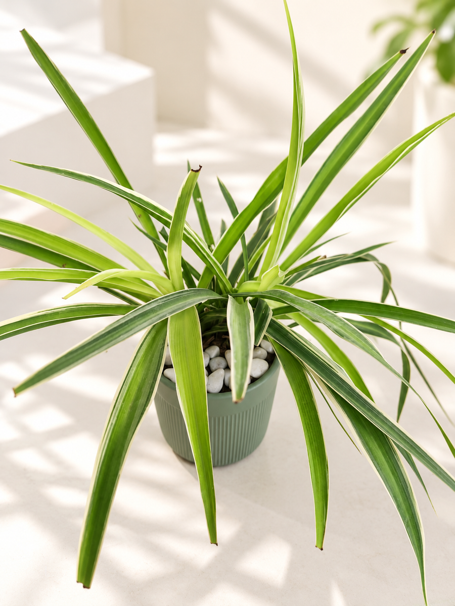 Happy Spider Plant in 5 inch Ceramic Pot