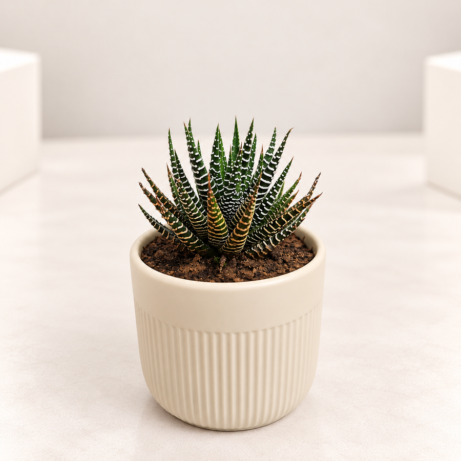 Zebra Plant in 3.5 inch Ceramic Pot