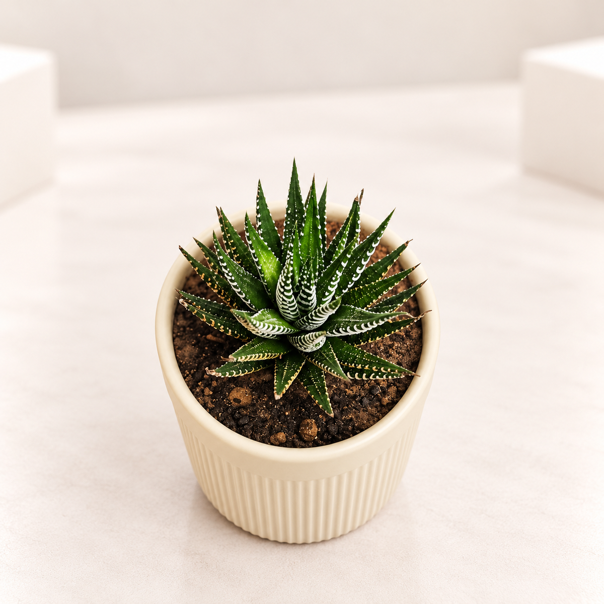 Zebra Plant in 3.5 inch Ceramic Pot